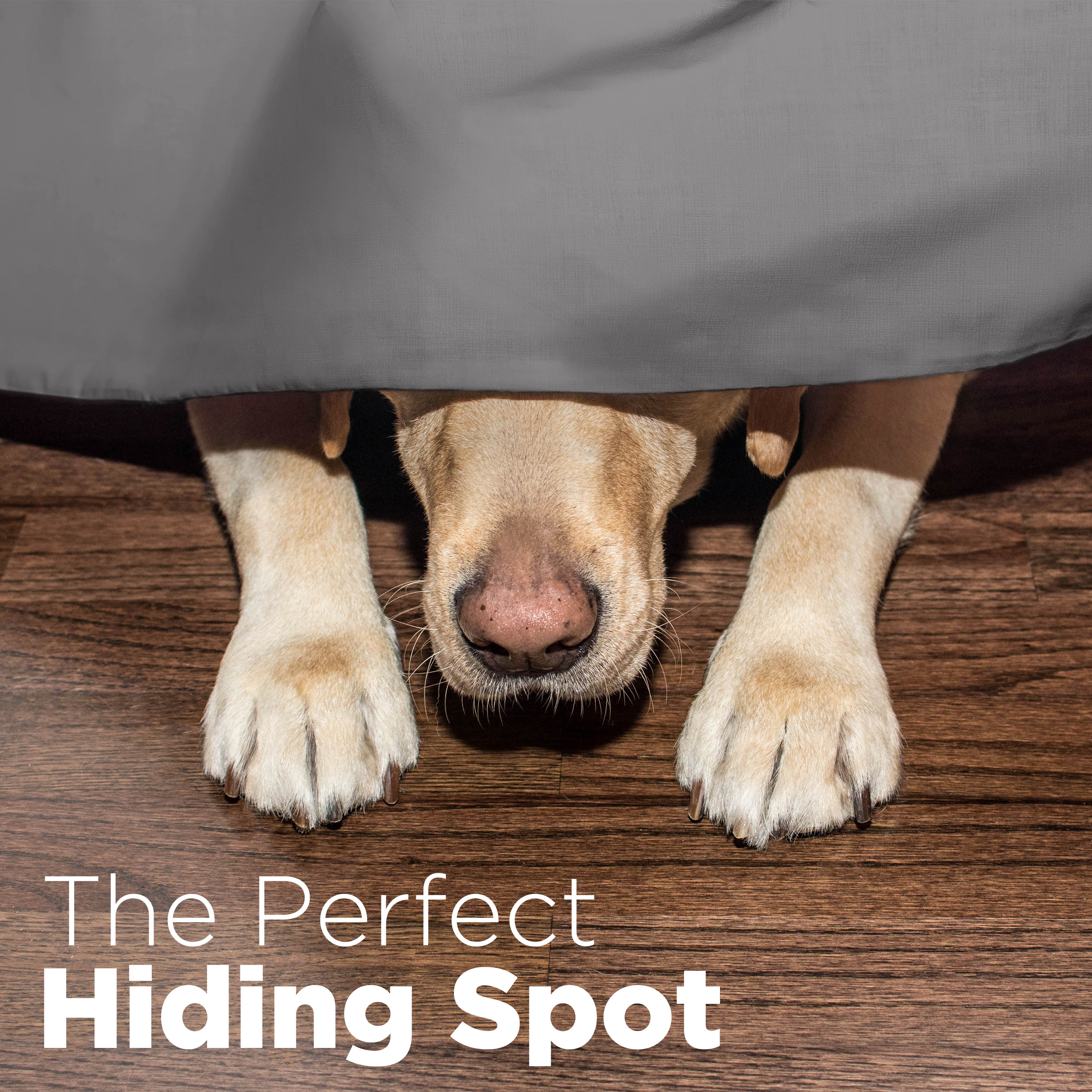 A dog's paws and nose are visible peeking out from under a bed skirt on a wooden floor.