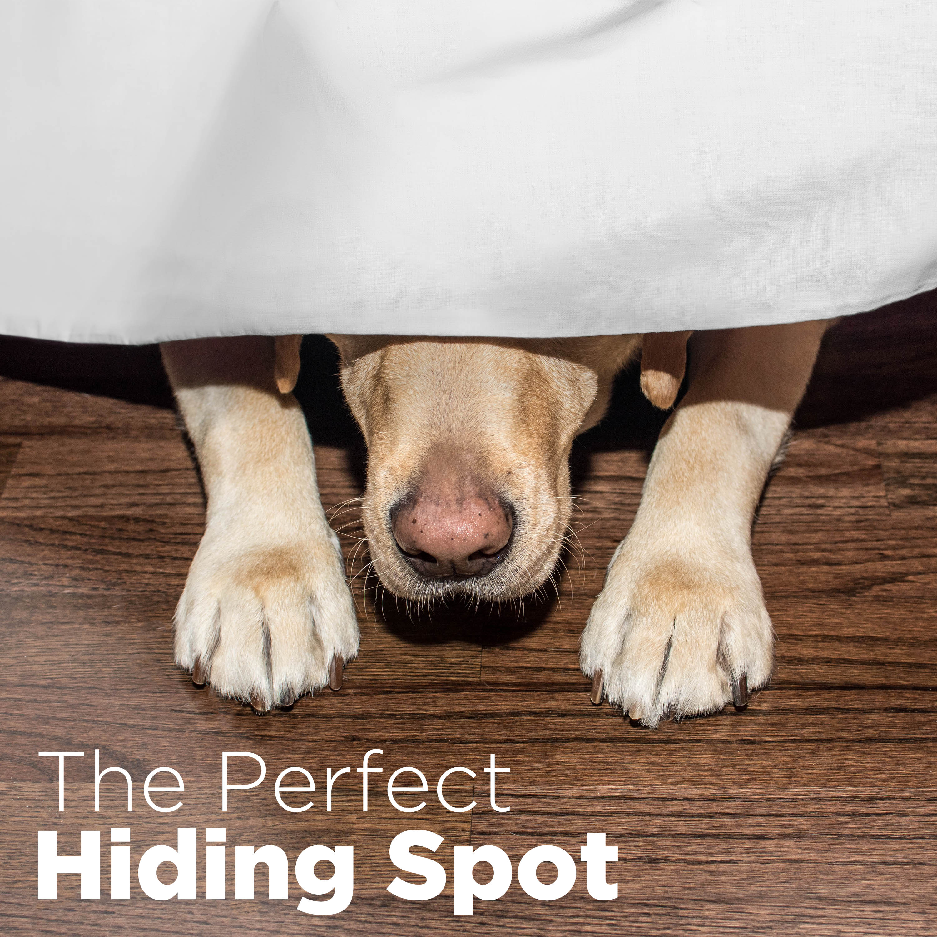 A dog's nose and paws are visible beneath a white bed skirt on a wooden floor.