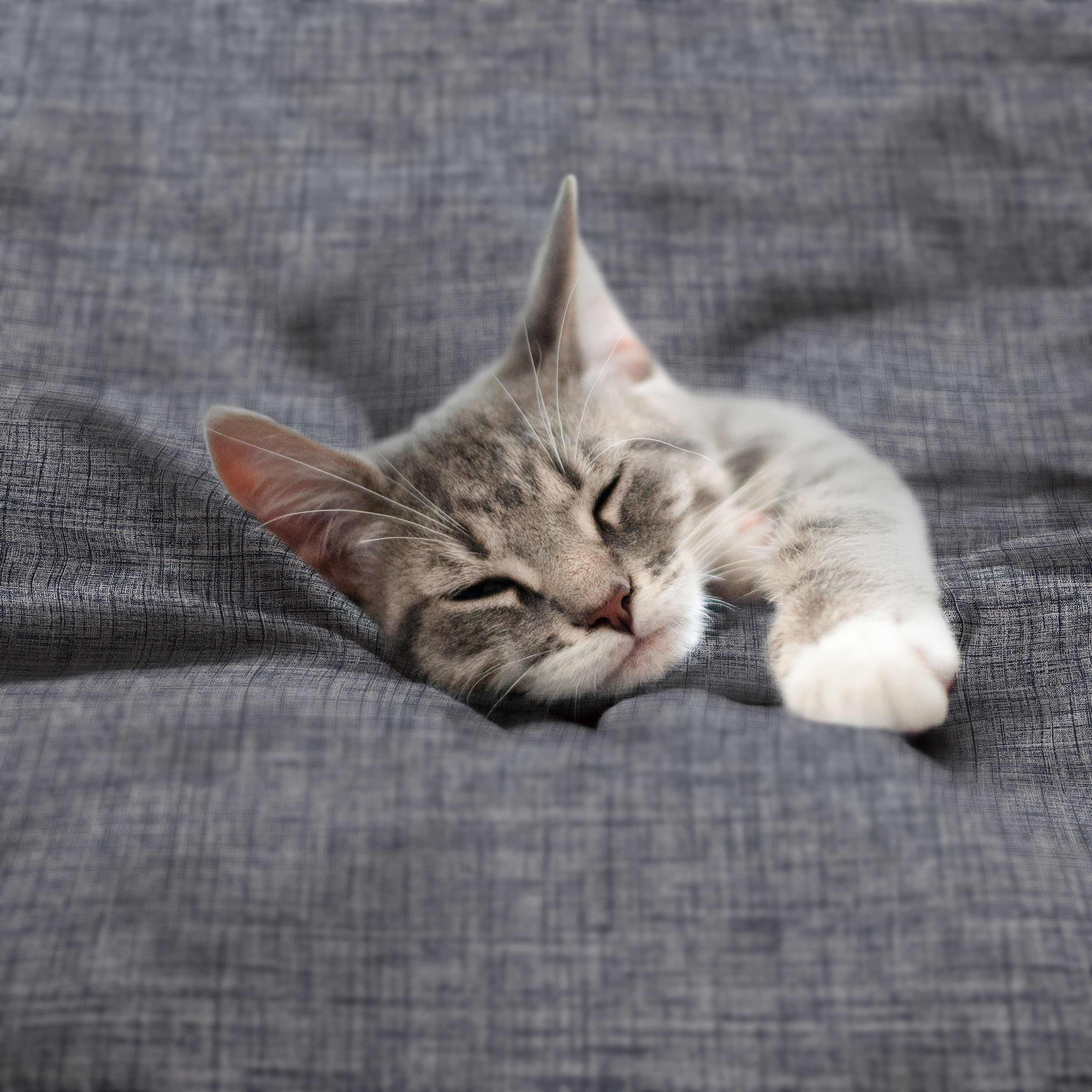 Martex-EasyLiving-Microfiber-SheetSet-CrosshatchLTBlue-PetShot-3000px.jpg
