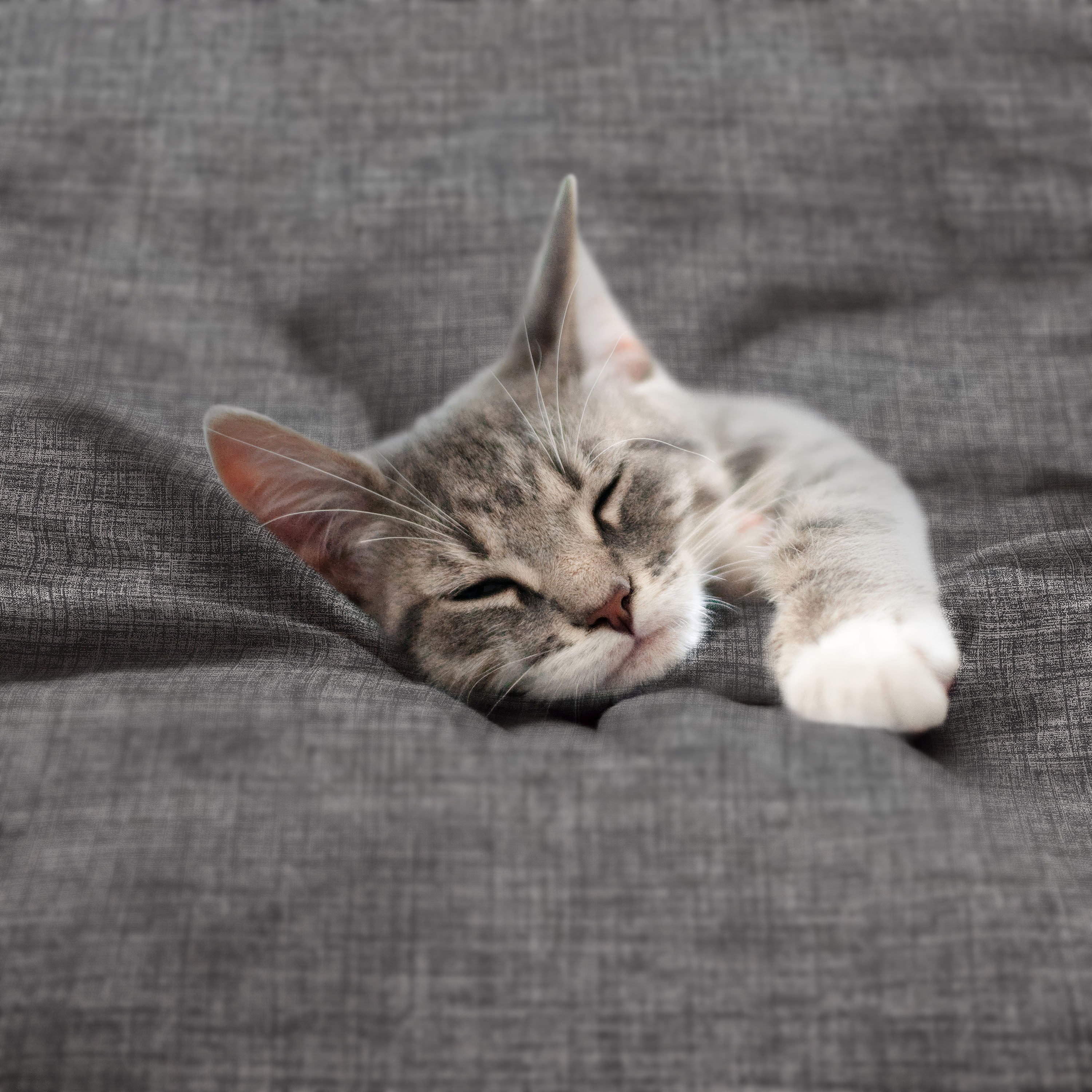 Martex-EasyLiving-Microfiber-SheetSet-CrosshatchLTGrey-PetShot-3000px.jpg
