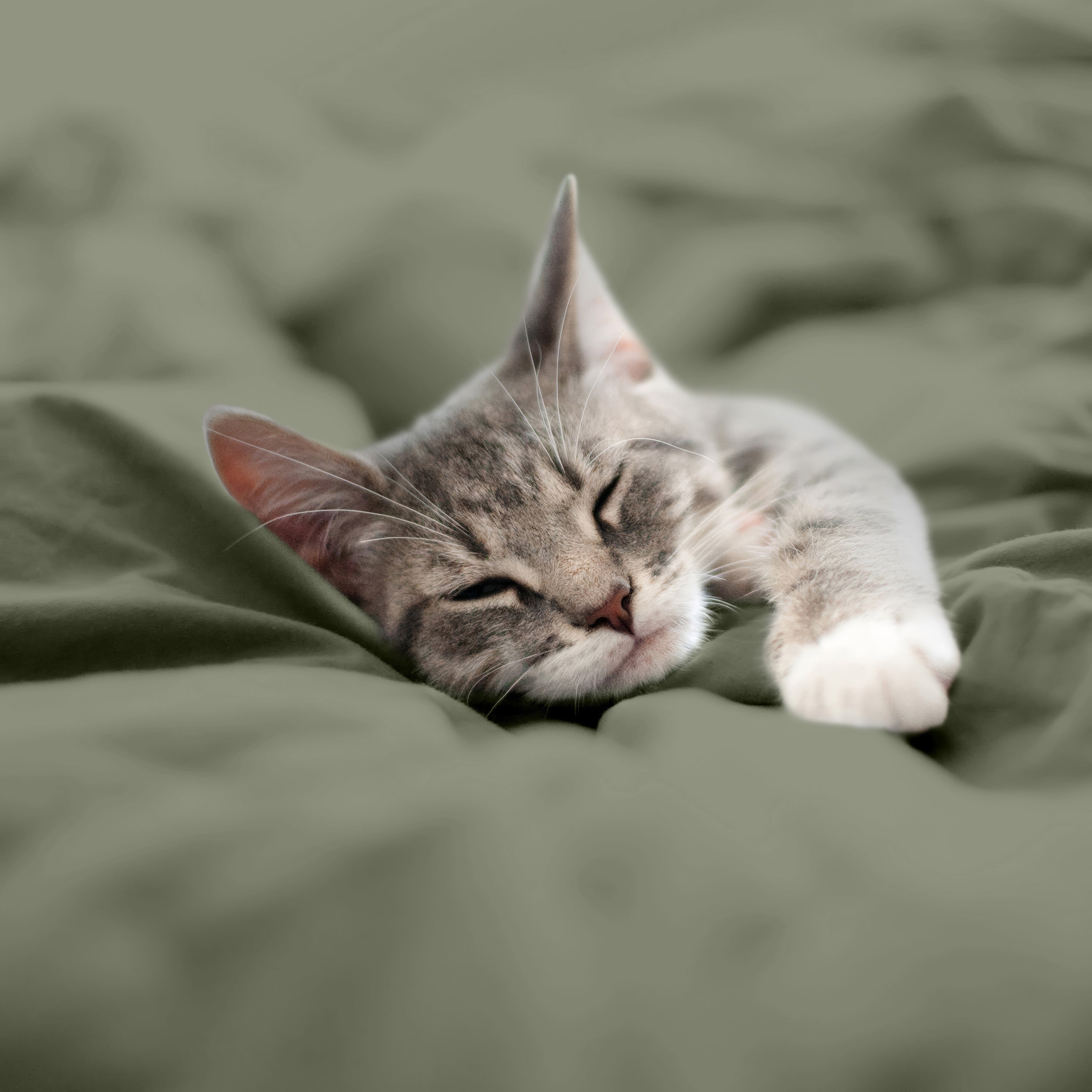 Martex-EasyLiving-Microfiber-SheetSet-OliveNight-PetShot-3000px.jpg