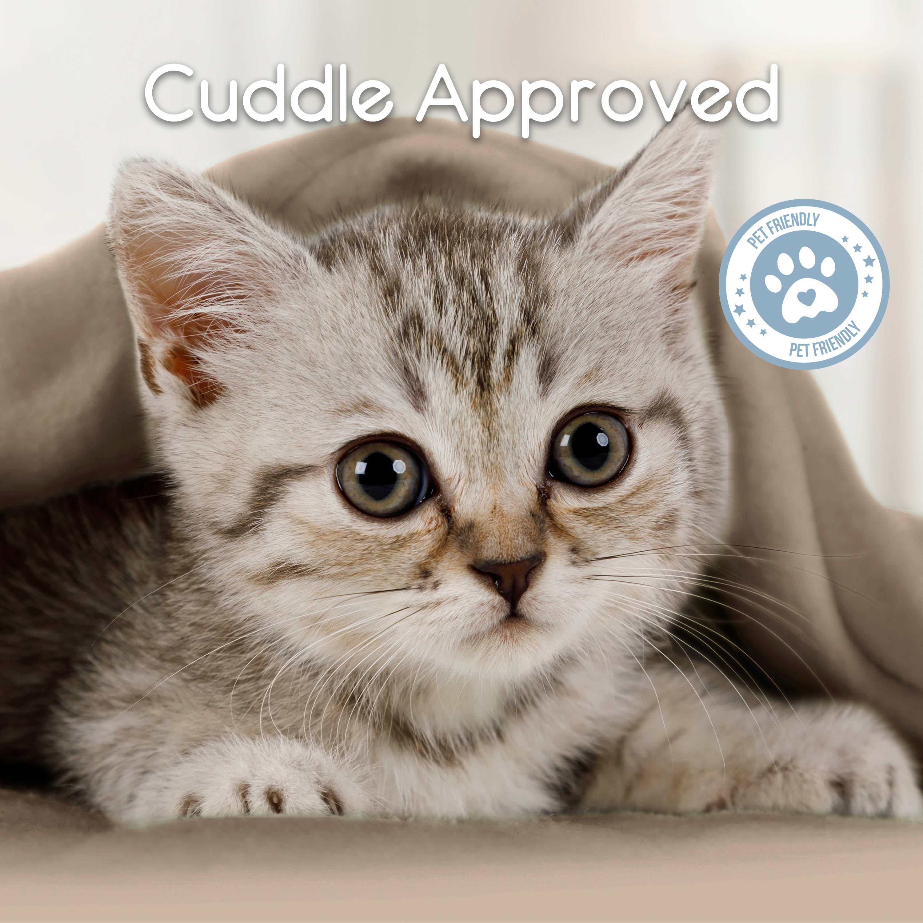 Gray tabby kitten peeking out from under a soft blanket with a "Pet Friendly" badge in the corner.