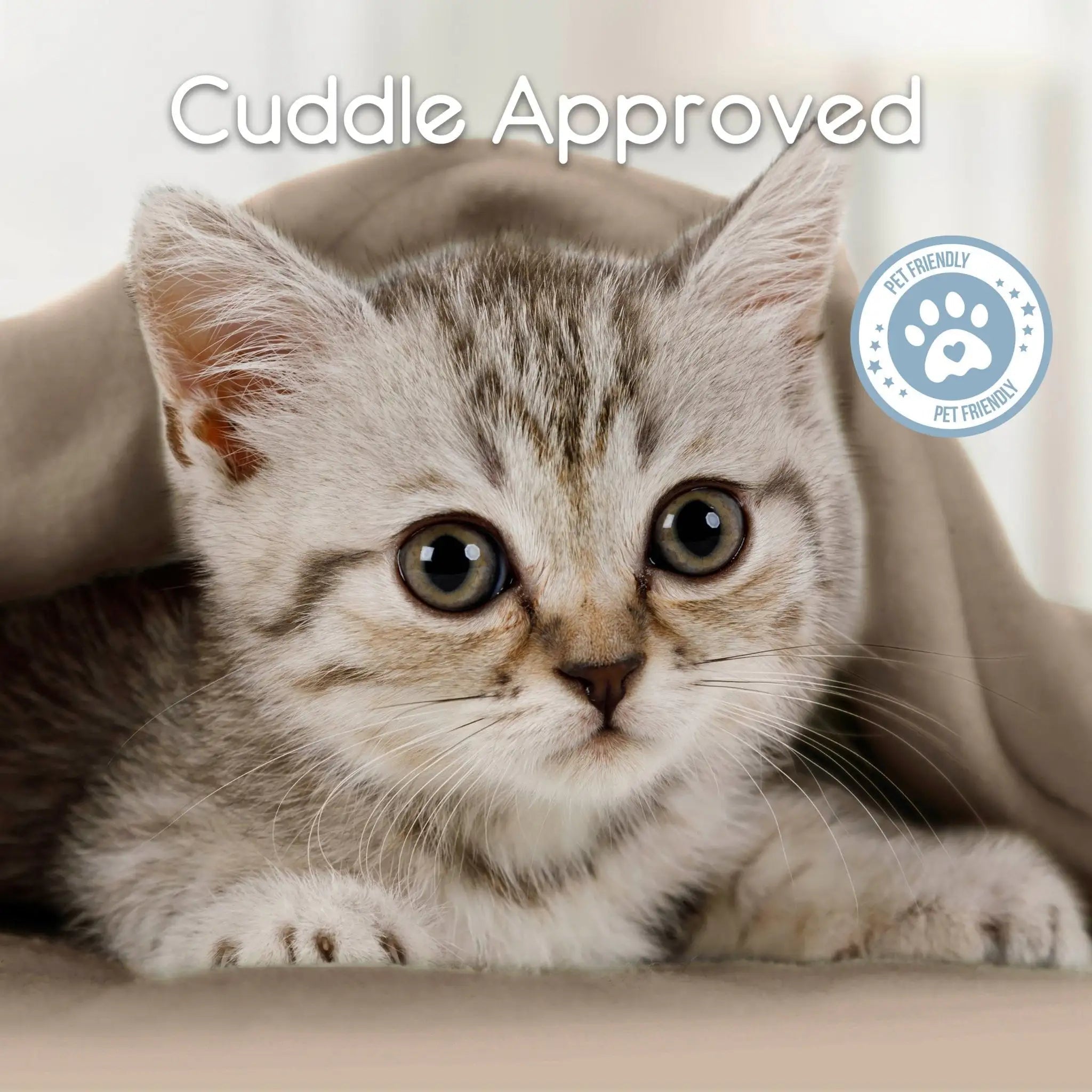Kitten with 'Cuddle Approved' text and a paw print icon on a soft nutmeg blanket background