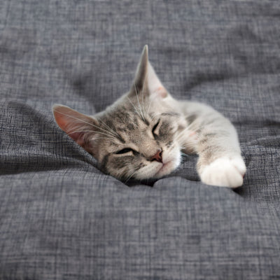 Martex-EasyLiving-Microfiber-SheetSet-CrosshatchLTBlue-PetShot-3000px.jpg