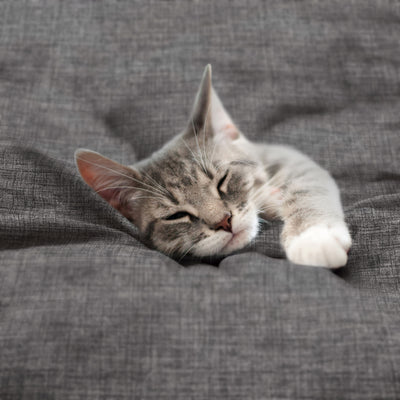 Martex-EasyLiving-Microfiber-SheetSet-CrosshatchLTGrey-PetShot-3000px.jpg