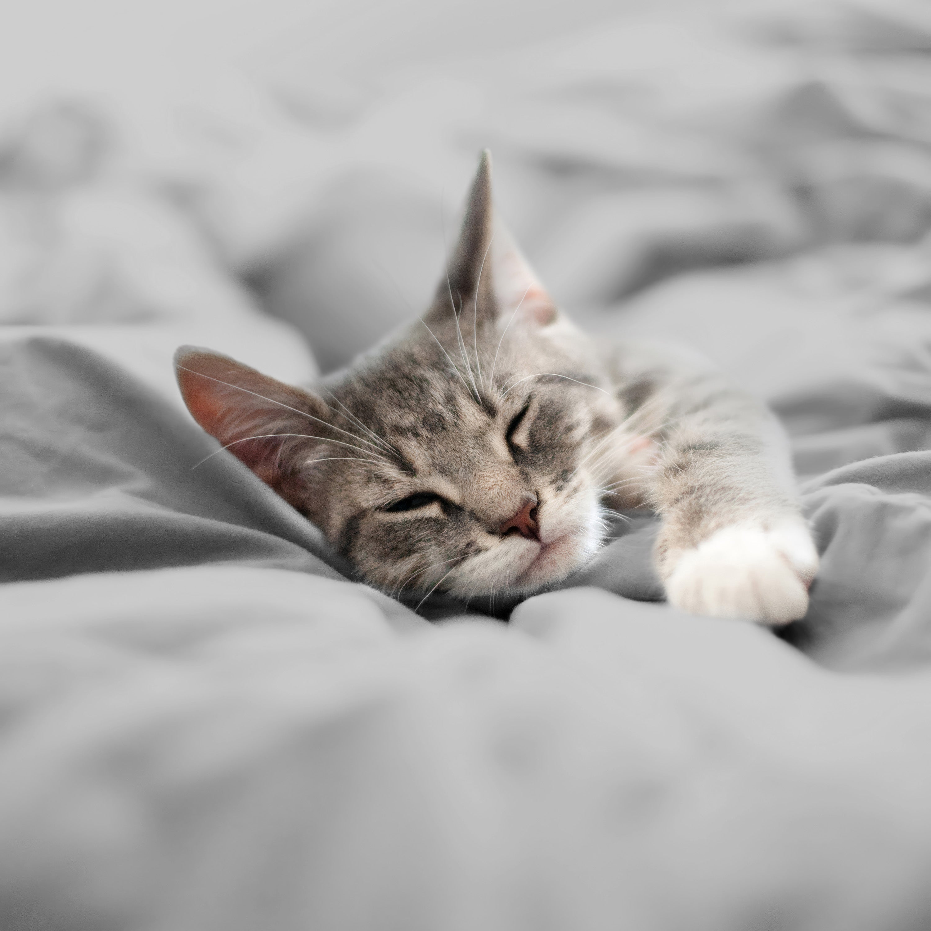 Martex-EasyLiving-Microfiber-SheetSet-LtGrey-PetShot-3000px.jpg