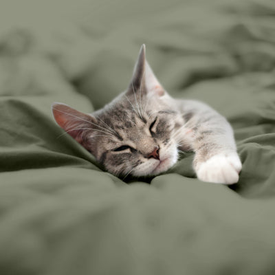 Martex-EasyLiving-Microfiber-SheetSet-OliveNight-PetShot-3000px.jpg