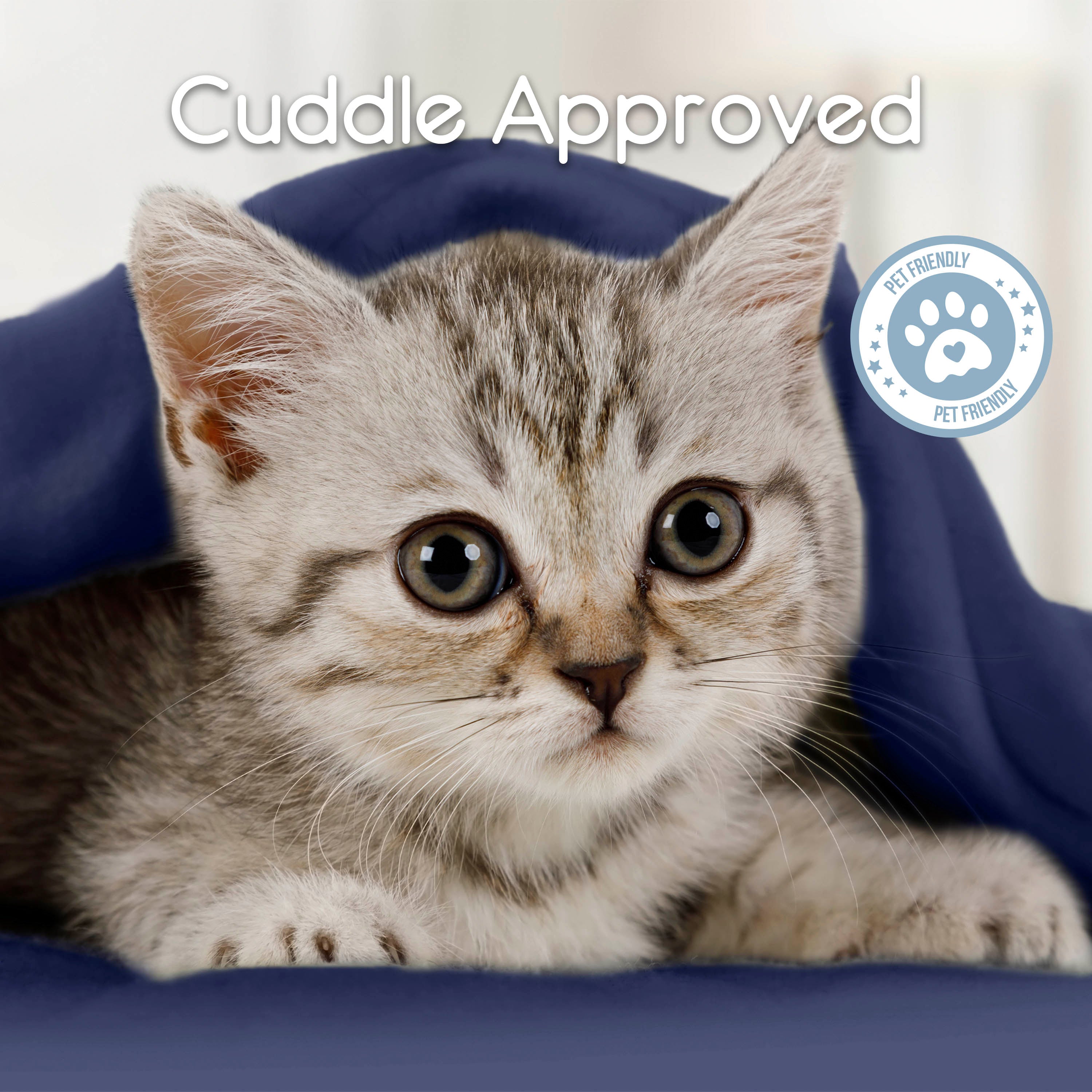 Gray tabby kitten peeking out from under a blue blanket with a pet-friendly badge in the corner.