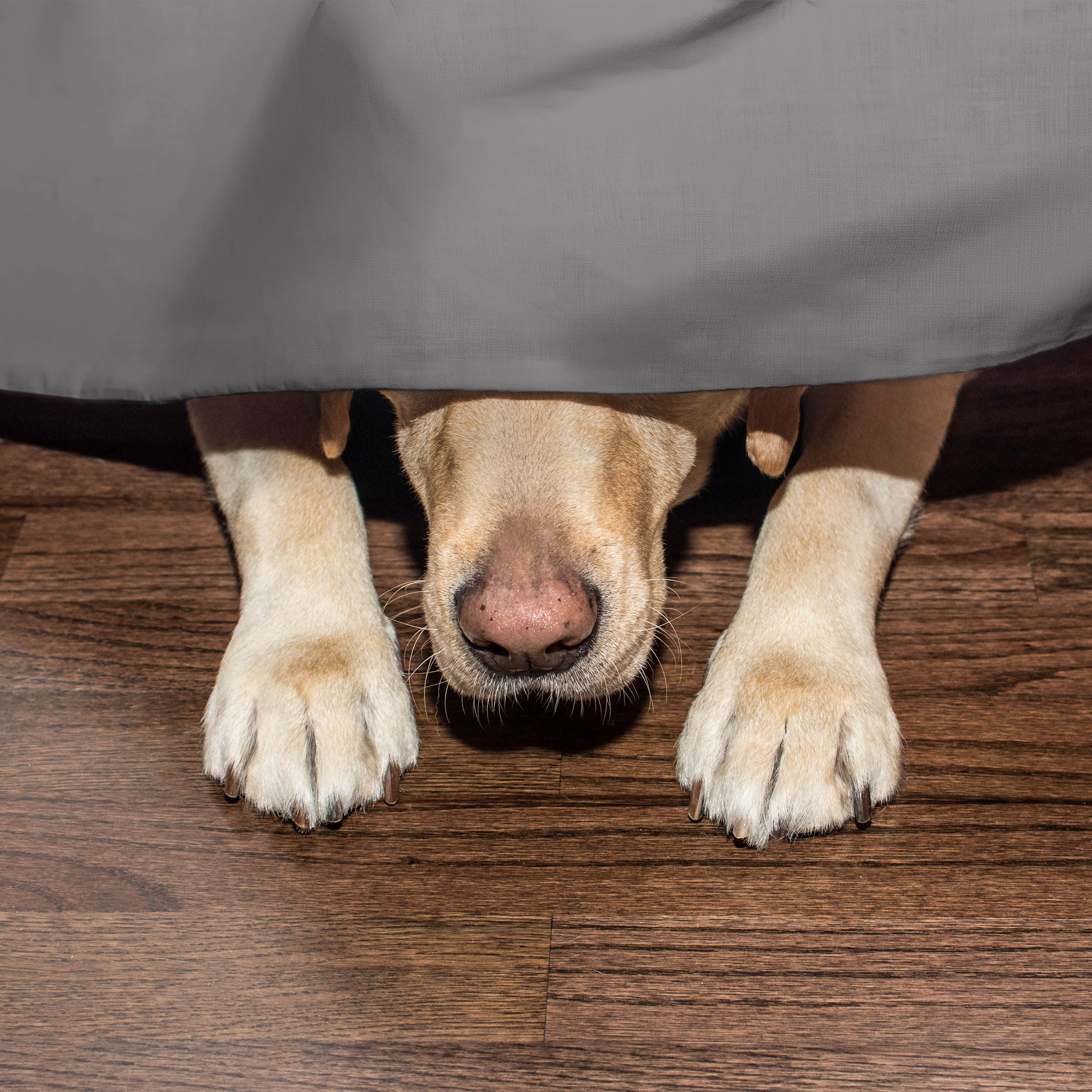 A dog's face and paws are visible beneath a gray bed skirt on a wooden floor.