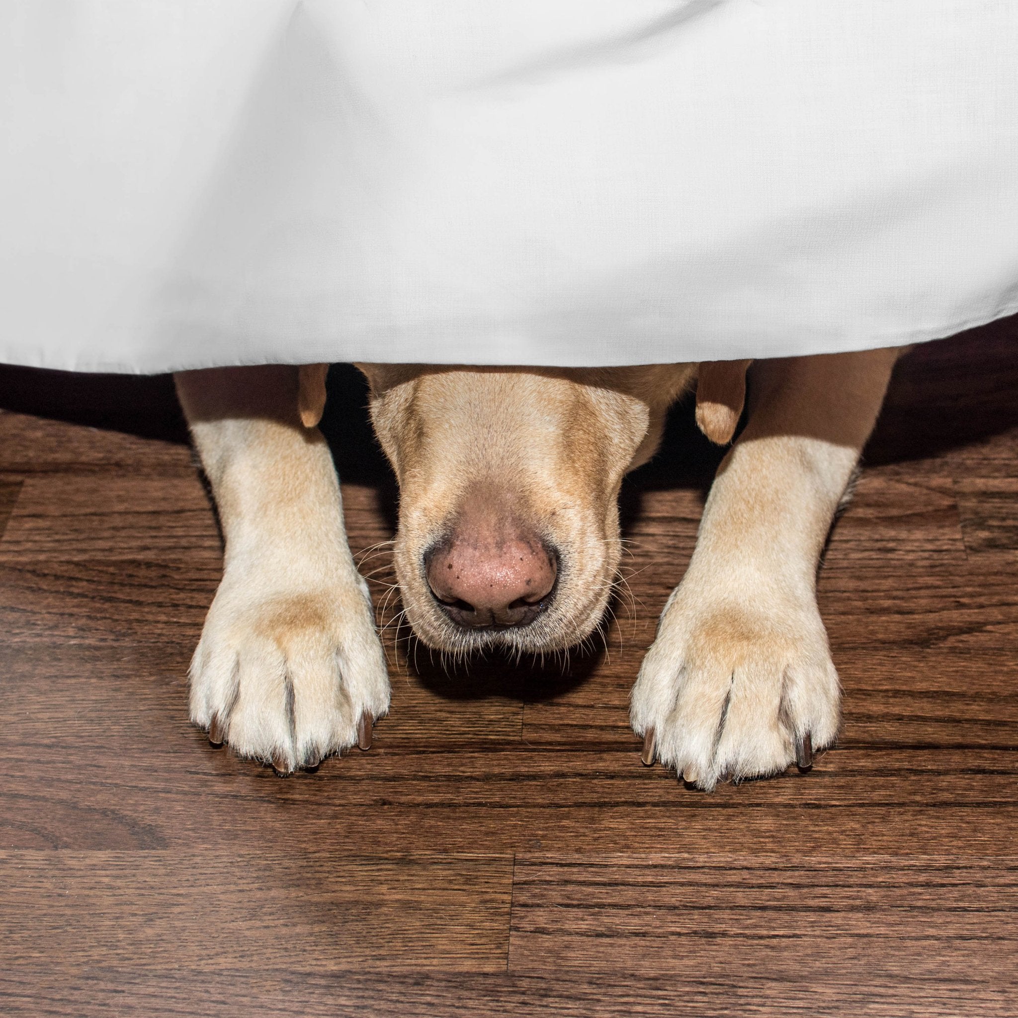 Martex Inverted Pleat Solid Bed Skirt