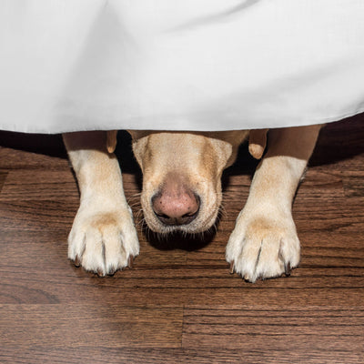 Martex Inverted Pleat Solid Bed Skirt