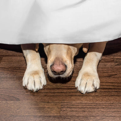 A dog lying under a white bed skirt, with its paws visible on a dark wood floor.