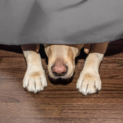 A dog lying under a gray bed skirt, with its paws visible on a dark wood floor.