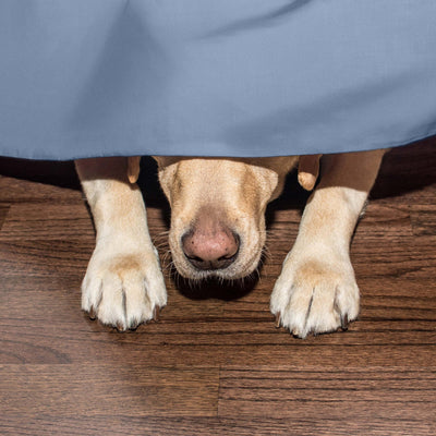 Martex Inverted Pleat Solid Bed Skirt