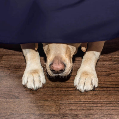 A dog lying under a navy bed skirt, with its paws visible on a dark wood floor.