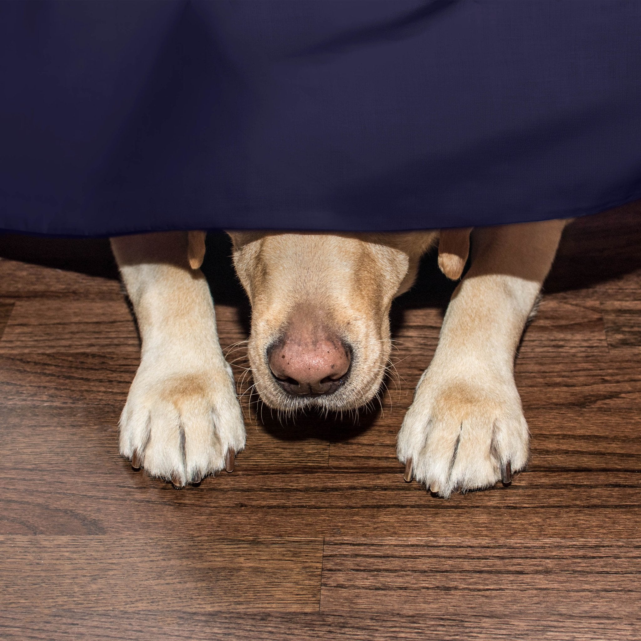 Martex Inverted Pleat Solid Bed Skirt