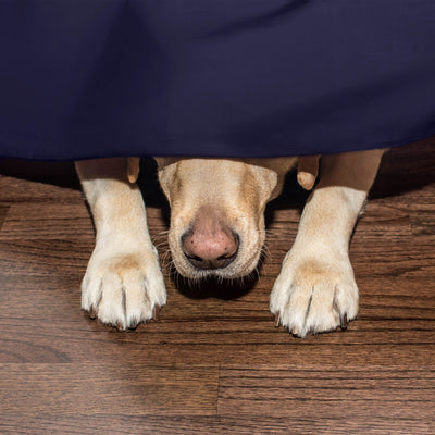Martex Inverted Pleat Solid Bed Skirt